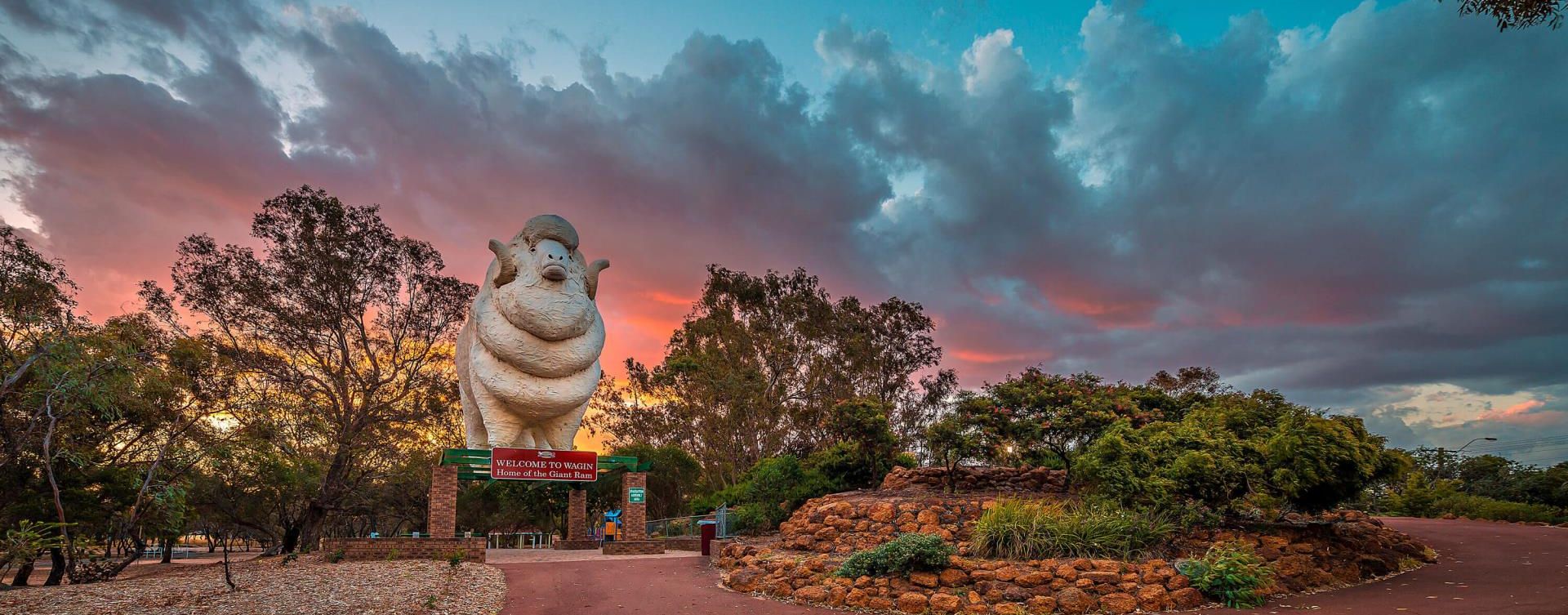 Picture: Wagin Ram "Bart"